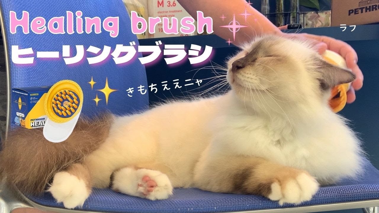 とっても気持ち良さそうなバーマン猫【ヒーリングブラシ】Healing brush（バーマン猫）Birman /Cat