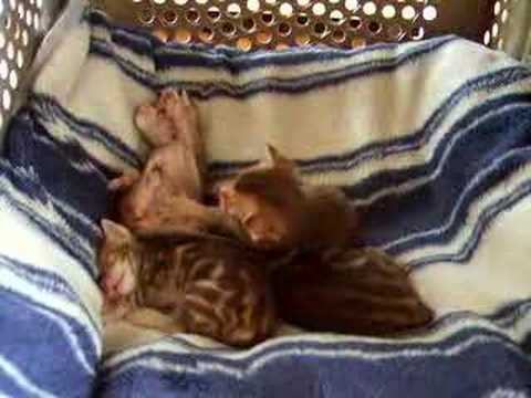 オシキャットの子猫 ver.8