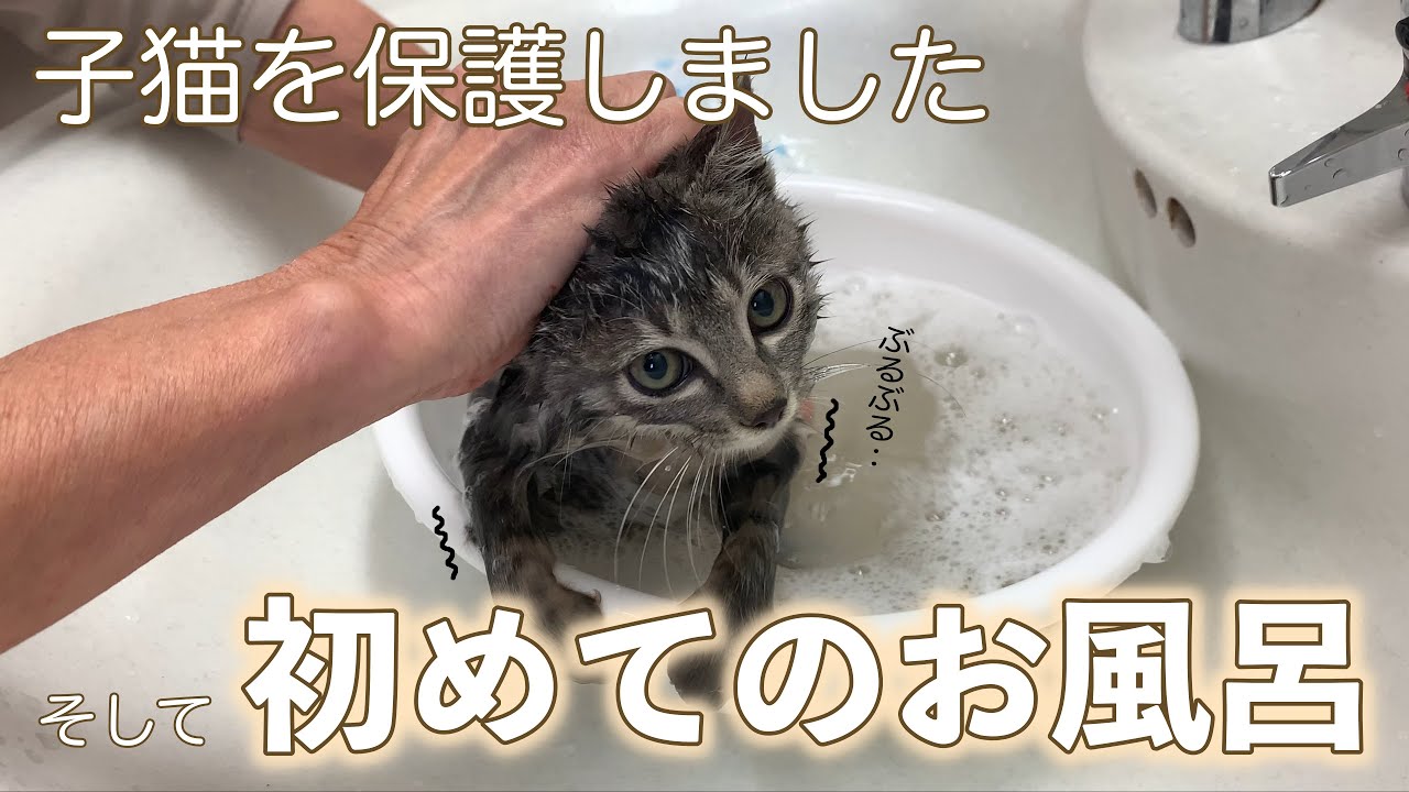 【保護子猫】初めてのお風呂で震えが止まらない子猫