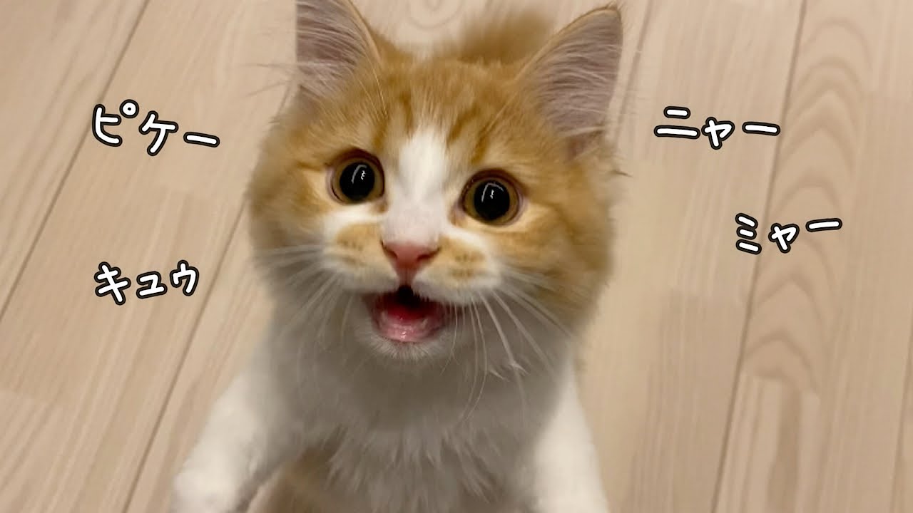 いろんな鳴き声でおねだりするマンチカンの子猫が可愛い！