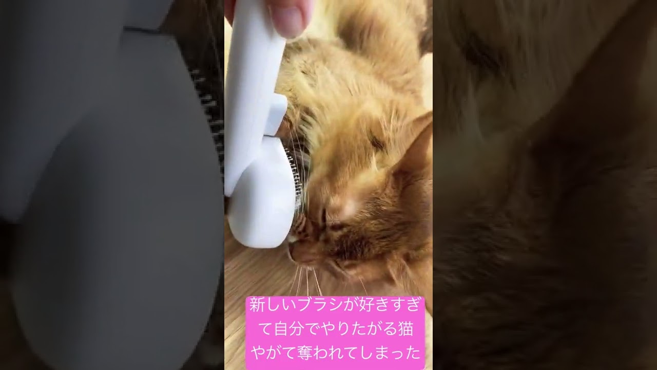 #ねこ #ソマリ #すず #ブラッシング