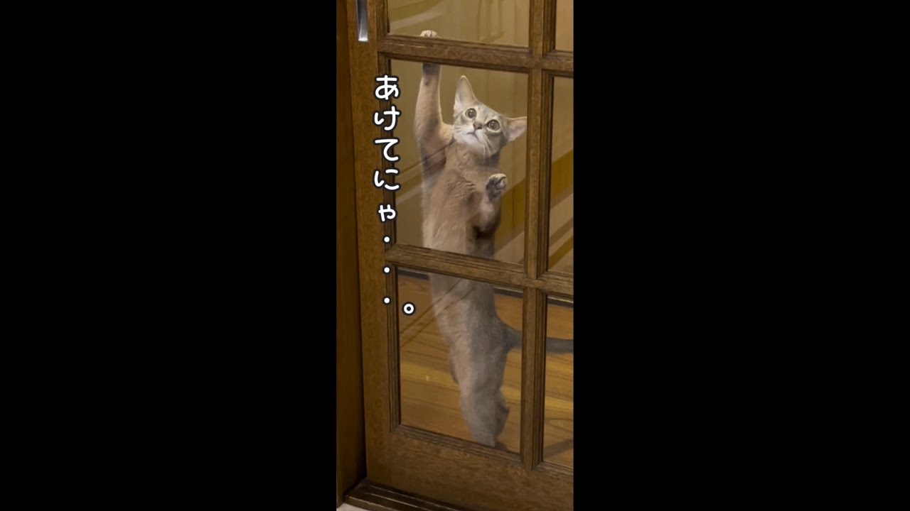 【アビシニアン】くるくるステラ〜鬼ジャンプ編〜【猫動画】