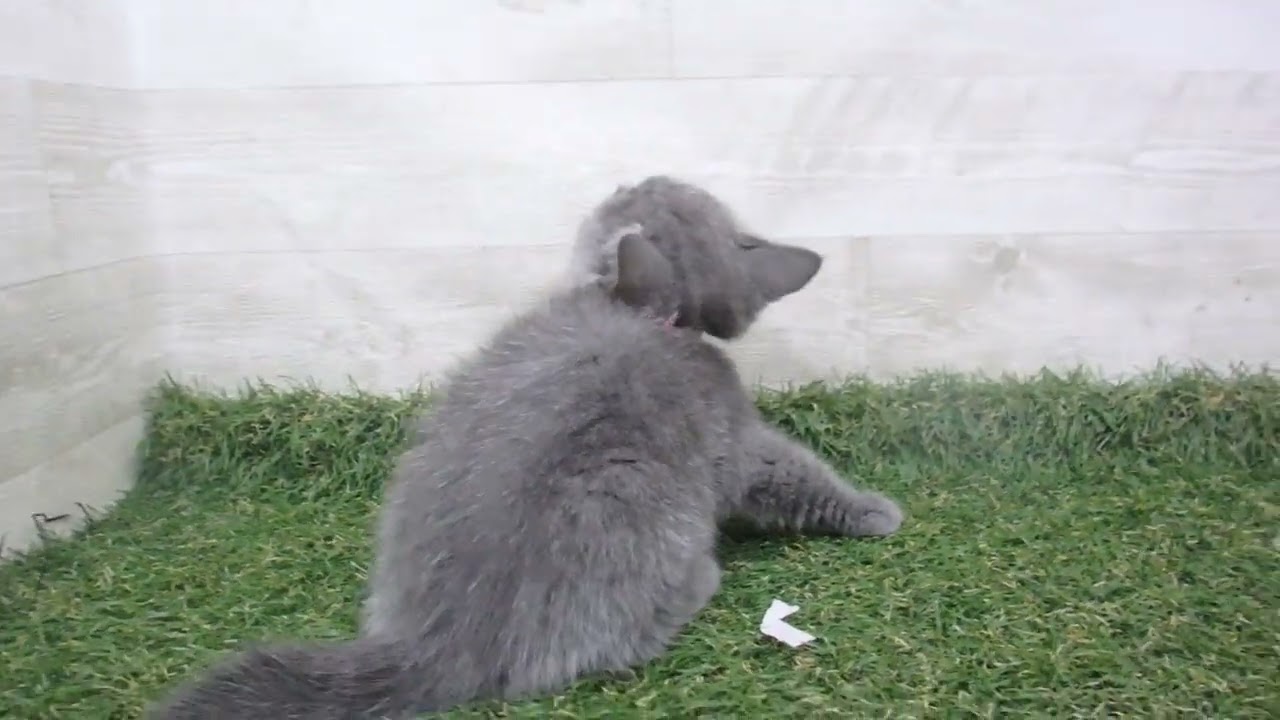 00586634 ブリティッシュショートヘアー