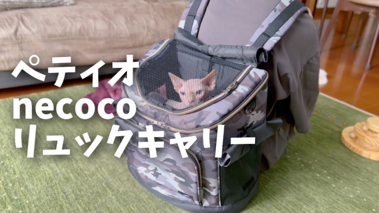 七夕生まれのスフィンクス猫にリュックをプレゼントしました【1歳の誕生日】