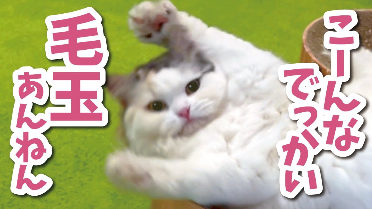 股間にとんでもないサイズの毛玉が発生しました【関西弁でしゃべる猫】