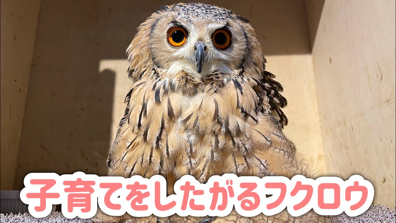 【貴重映像】今年も子育てをしたがるフクロウ#1【ベンガルワシミミズク】