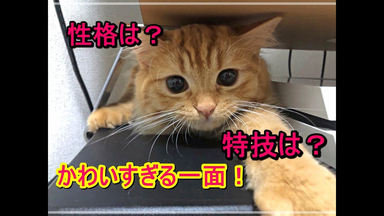 【サイベリアンの特徴】性格が犬すぎるサイベリアン