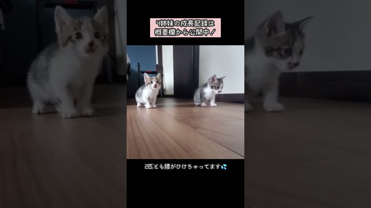 【天井裏から保護された子猫】ちょっと怖くて1歩進んで2歩下がる子猫♪