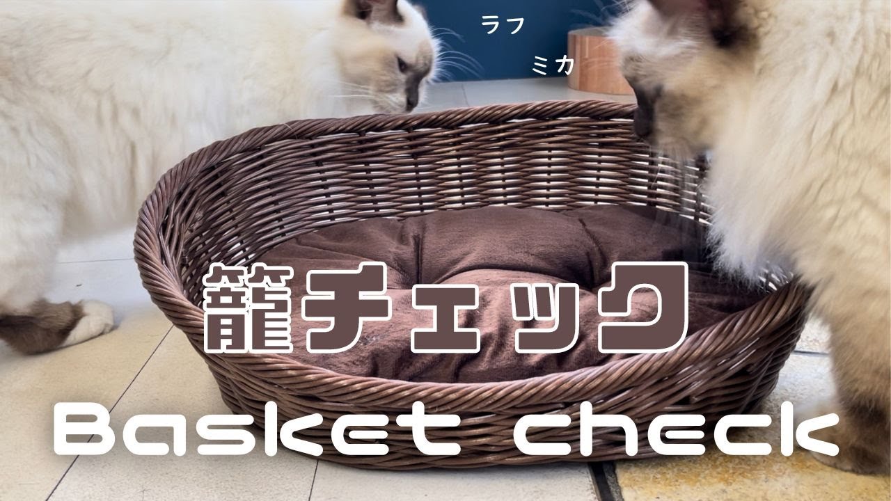 バーマン猫たちの新しい寝床【籠チェック】Basket check（バーマン猫）Birman/Cat