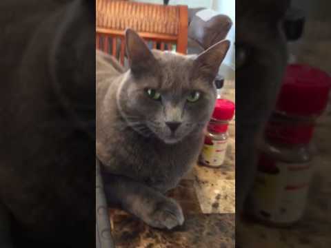 Horton our Korat cat wants a fiat