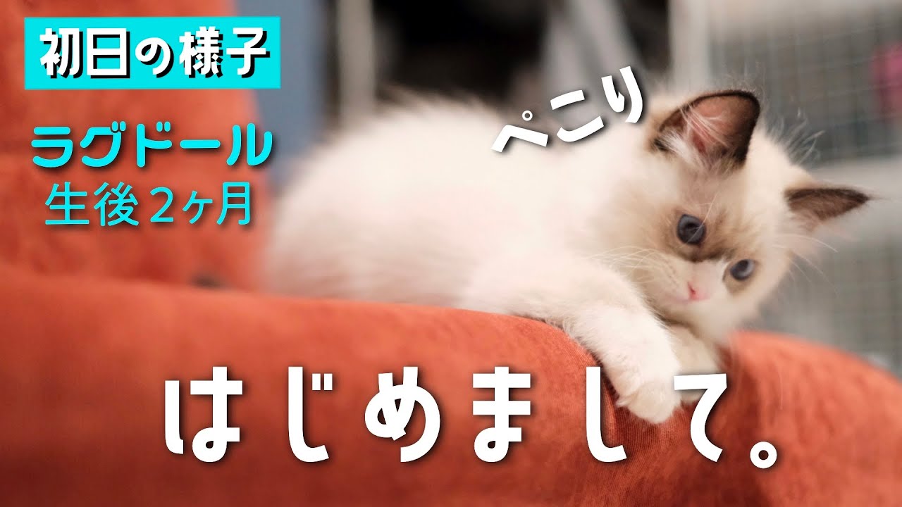 単身アラサー男がラグドールの子猫をお迎えしました。