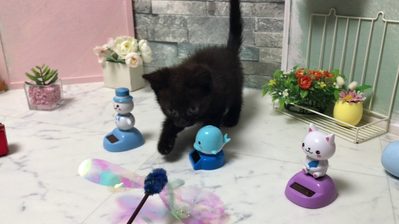 【ナナハチ’s ROOM】ボンベイの男の子 20180627