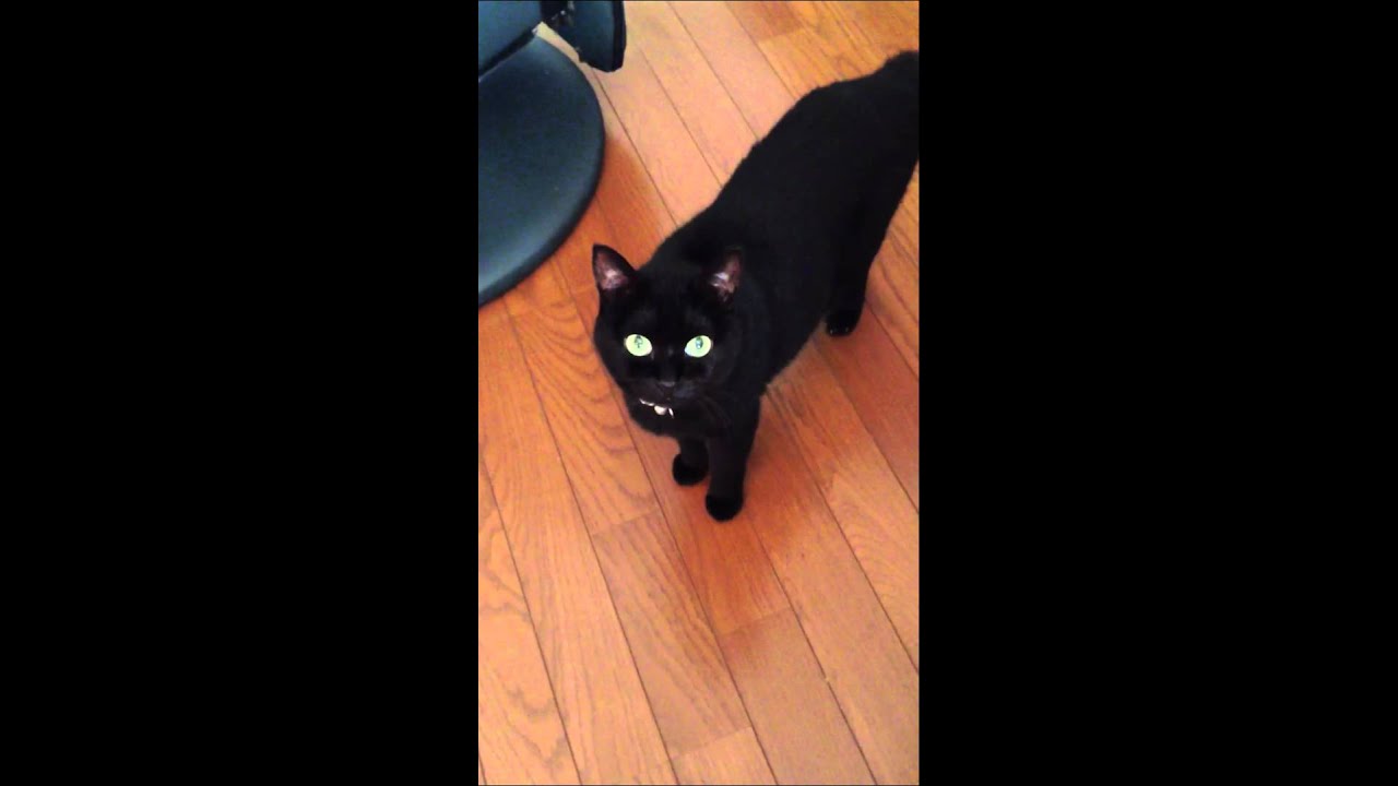 黒猫