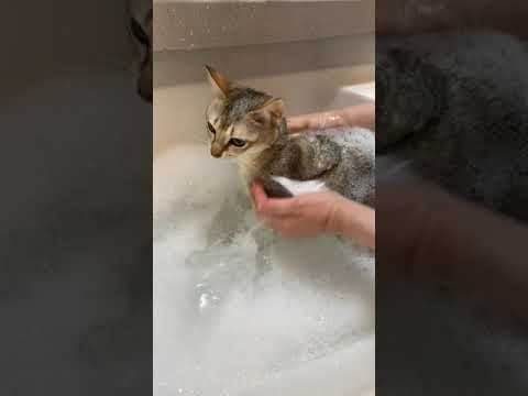 本日はモカがシャンプー