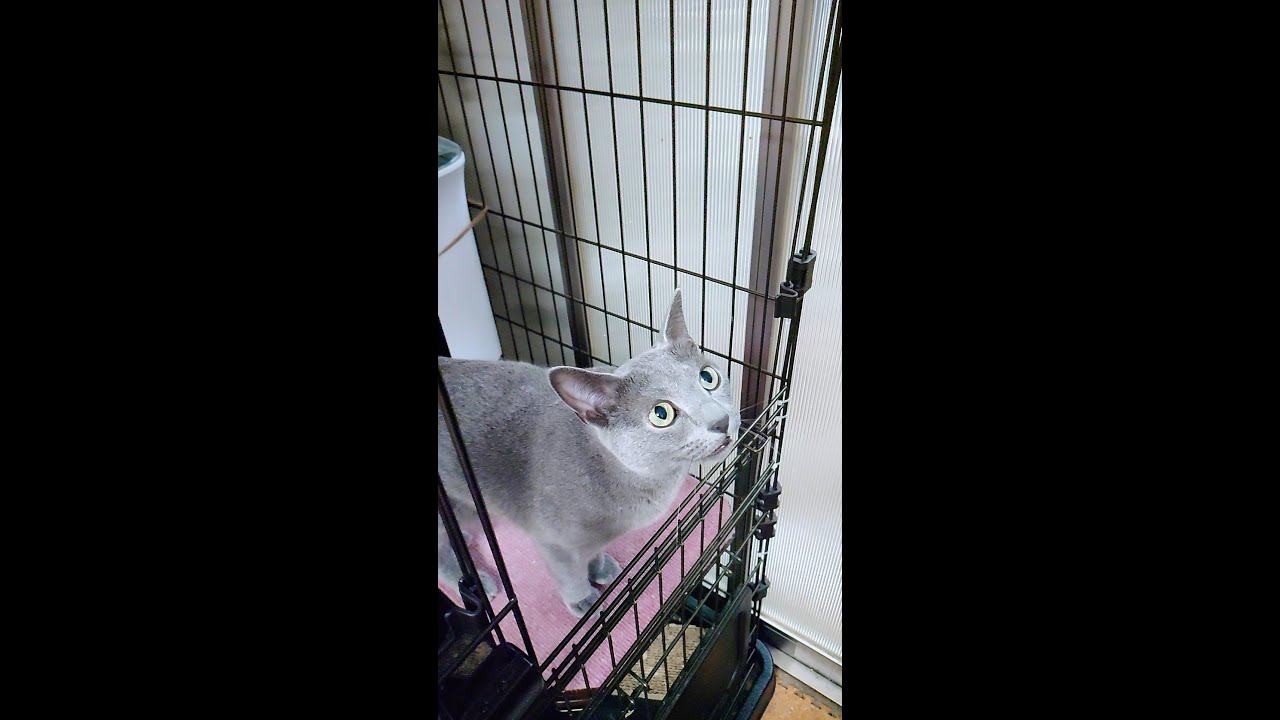 【猫動画】旦那の帰宅時にもご飯アピールするロシアンブルー【russianbule】#shorts　Russian blue that appeals to her husband