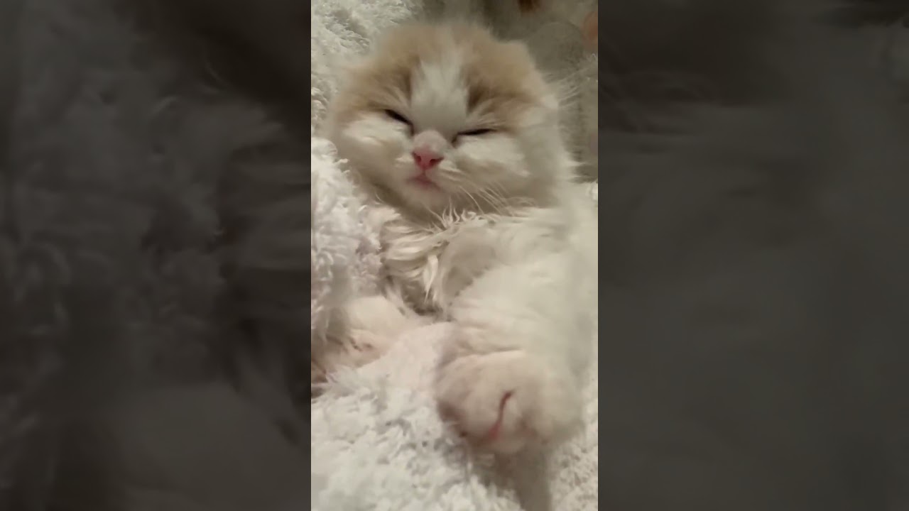 子猫の赤ちゃんはまんまる👶🏻耳はどこ？#shorts #癒し#スコティッシュフォールド #baby #cat #fairy