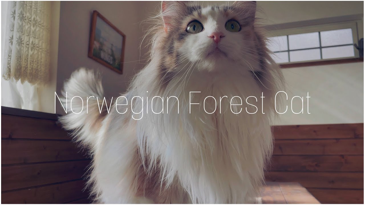 森の妖精と呼ばれるノルウェージャンフォレストキャットの魅力