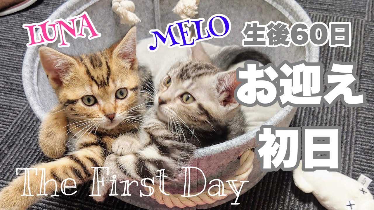 アメショの子猫がきょうだい2匹で我が家に！お迎え初日　生後６０日【アメリカンショートヘア】Kitten's first day home
