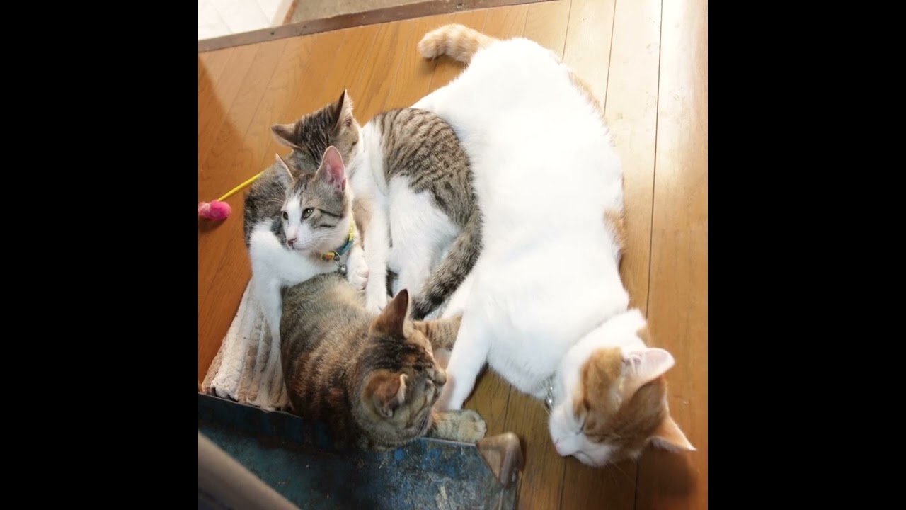 薪ストーブの前のちろと子猫たち　221220