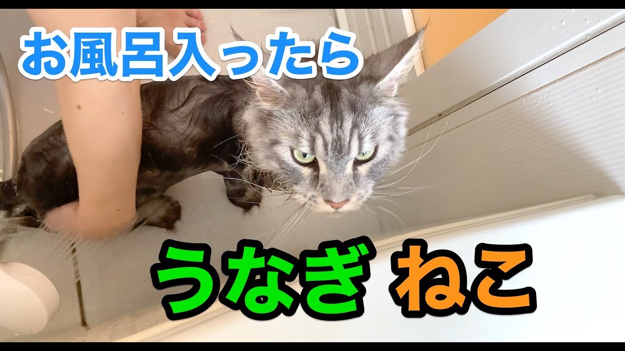 お風呂で濡れたら、まるでうなぎ猫！【大きい猫メインクーン】