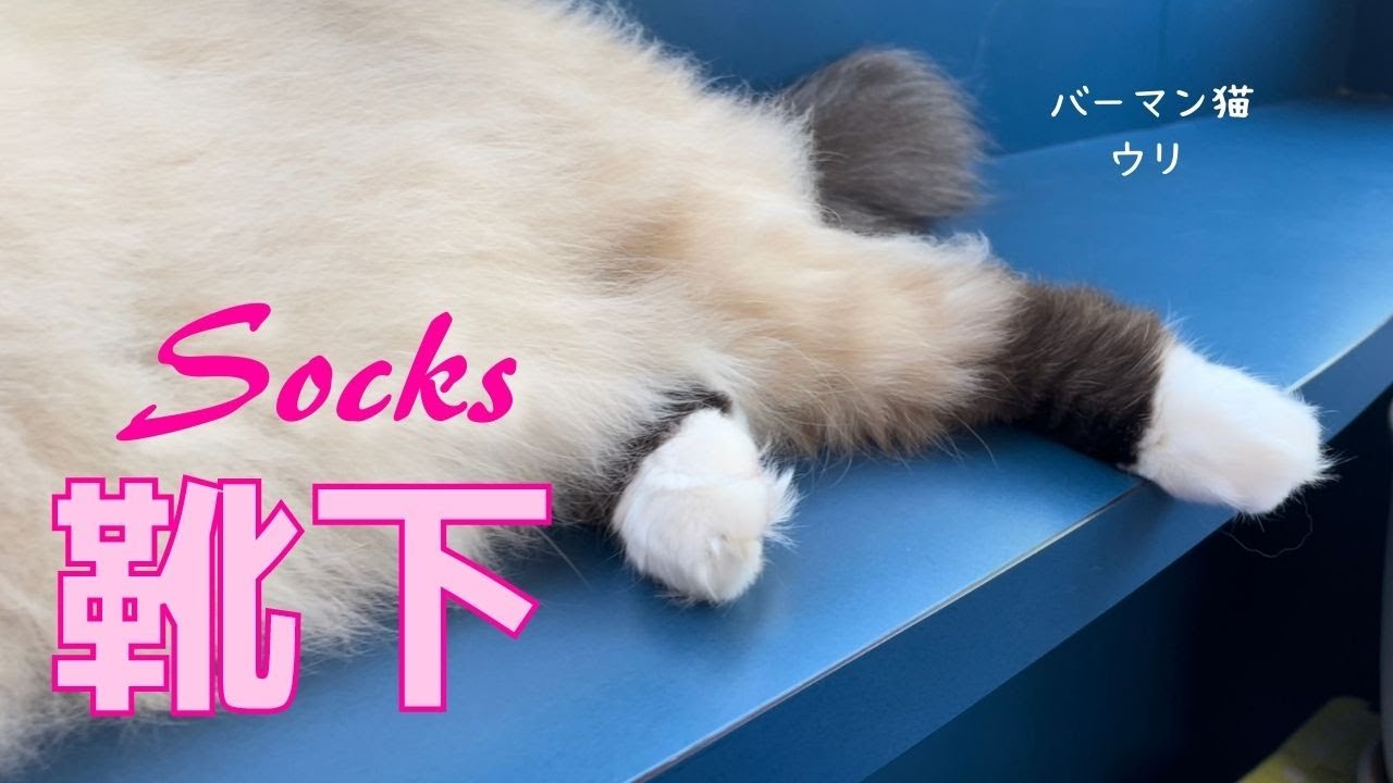 バーマン猫ウリの足【靴下】Socks（バーマン猫）Birman/Cat