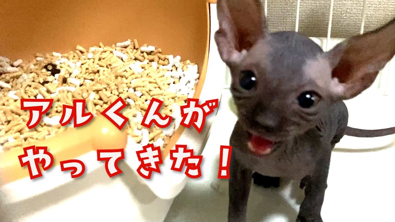 スフィンクス子猫 アルくん 初めておうちに！