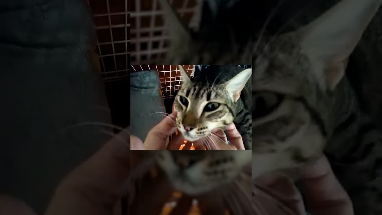 【主観】保護猫のエジプシャンマウさん！顎下を撫でられゴロゴロ