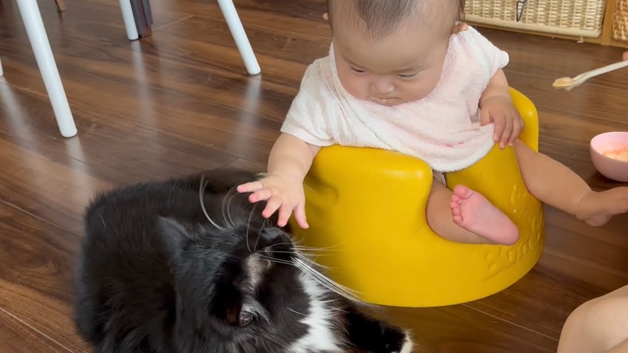 赤ちゃんにご飯を与えていると、嫉妬して甘えに来る猫　ラガマフィン　A cat who is jealous of a baby and comes to be spoiled
