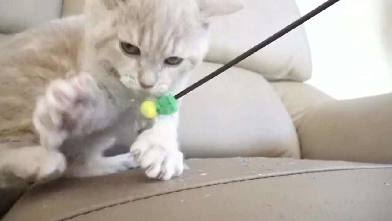 セルカークレックス子猫　2022.9.30産まれ 　クリーム　女の子　シーダキャット猫のお店　Selkirk Rex