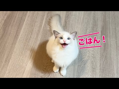 手術前夜。絶食に耐えられないラグドールの子猫が泣き叫んでいます...