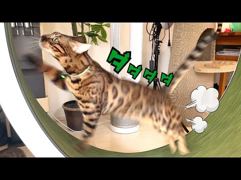 猫の『回し車』金メダリストのベンガル猫ノアです！