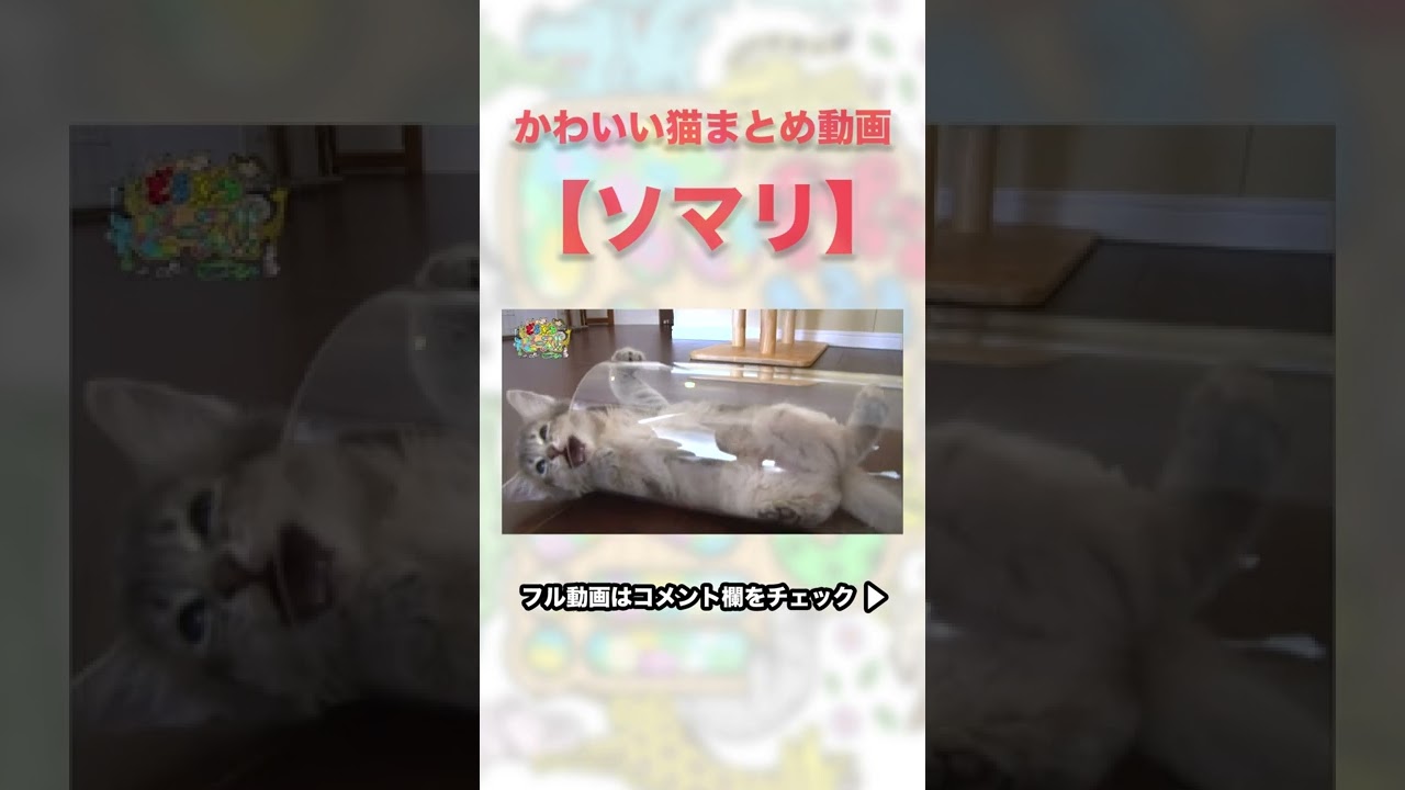 【ちょい見せ】かわいい猫まとめ動画：ソマリ🐱　#shorts