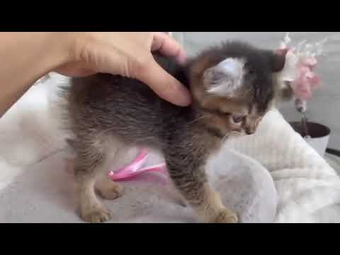 アメリカンカール　男の子☆