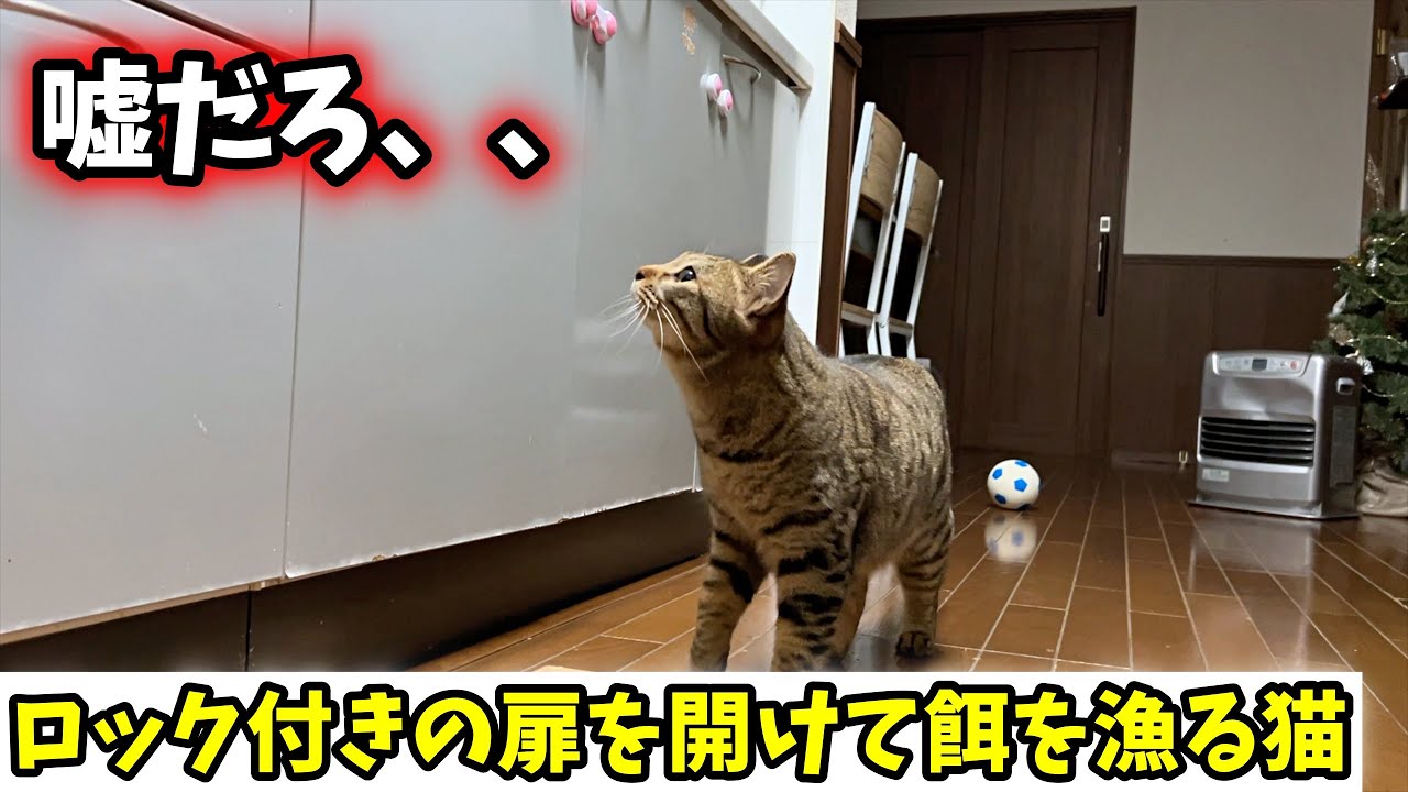 猫が野生的すぎて困ってます。。。【器用に扉を開ける猫】