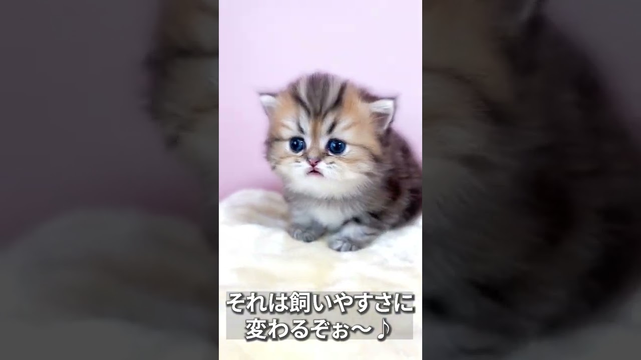 【子猫の成長記録】#shorts #ミヌエット #マンチカン #子猫