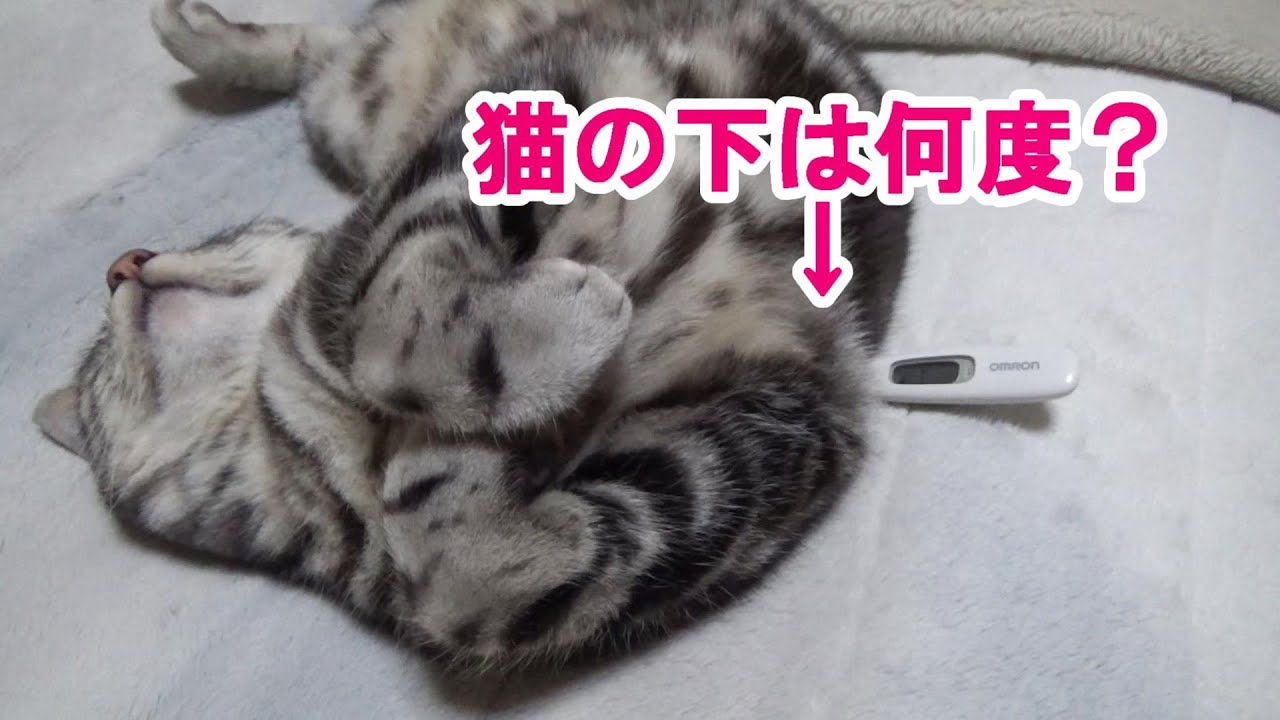 初めての電気毛布（アメリカンショートヘア）
