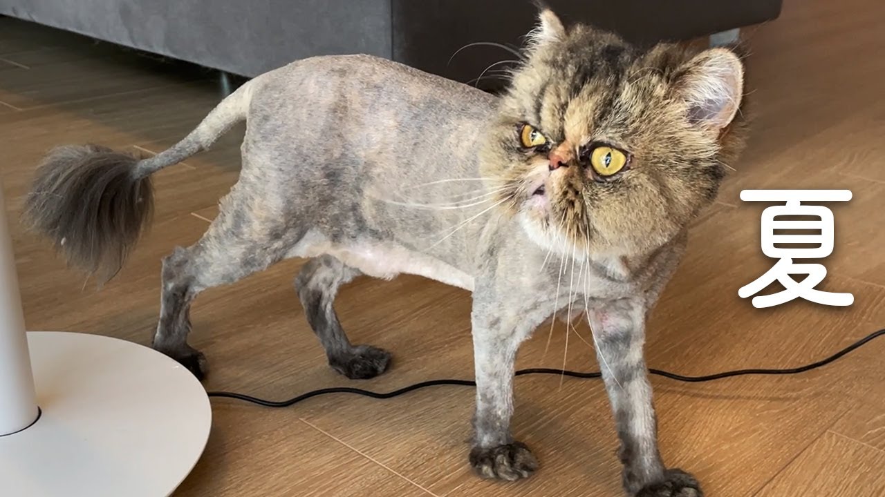 長毛猫さんの夏。サマーカット。エキゾチックロングヘアのはまちさんをサマーカットにしてもらいました。