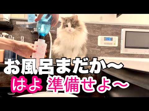 【ノルウェージャンフォレストキャット】シャンプーの準備を急かしてくる猫3匹！早よ入れろ〜（笑）