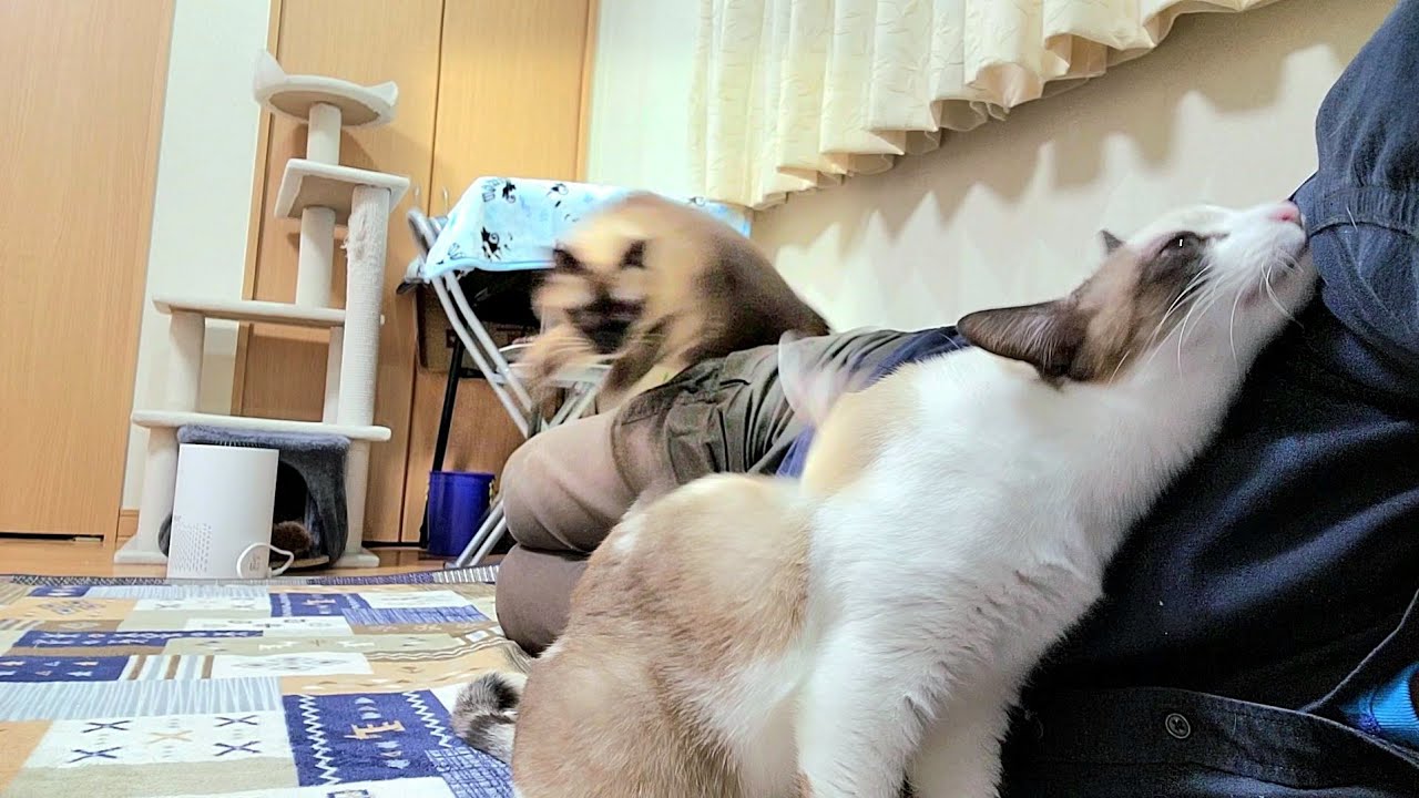 ペポ猫に脇をスリスリされてたら嫉妬したシャム猫が飛んで来た🧐