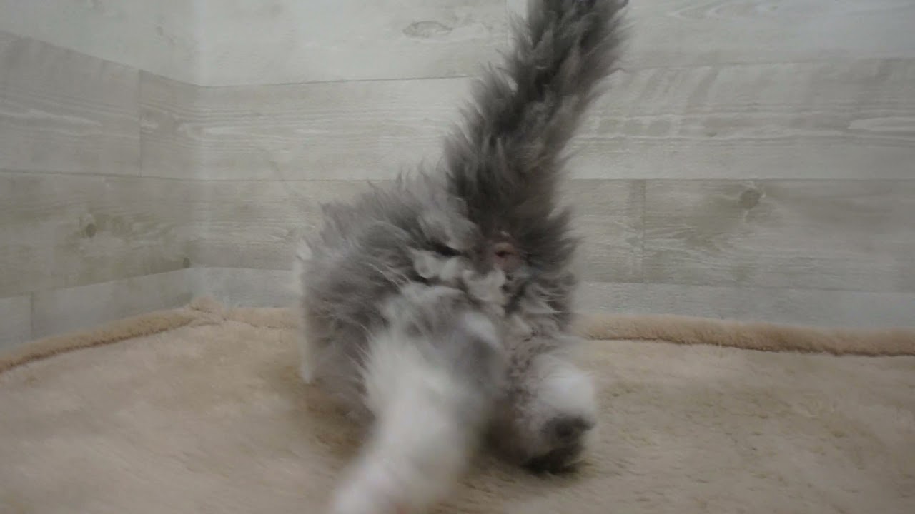 Coo&RIKU　No00558600 セルカークレックス