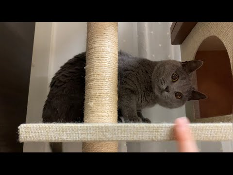 【シャルトリュー】むちむちで可愛い猫を見てほしい💓