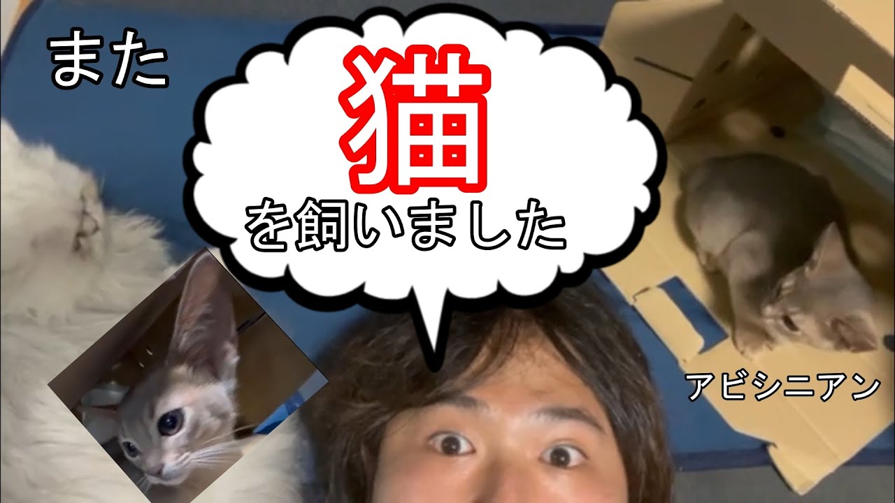 また猫を飼いました　アビシニアン
