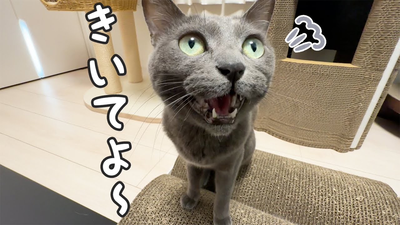 パパにだけお喋りになる猫ハムちゃん【ママは空気】