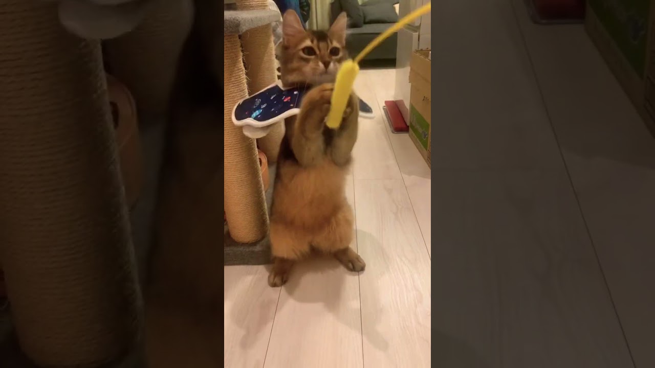 #ソマリ #しっぽ吸い #癒し猫動画