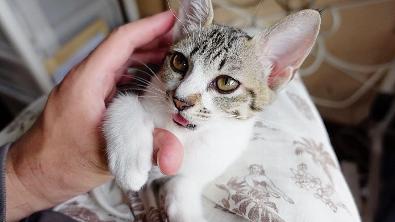 指ちゅぱしたくて必死におねだりしてくる子猫…笑