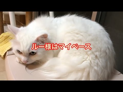 猫　cats ターキッシュアンゴラのルー様と虎猫寅次郎様の日常