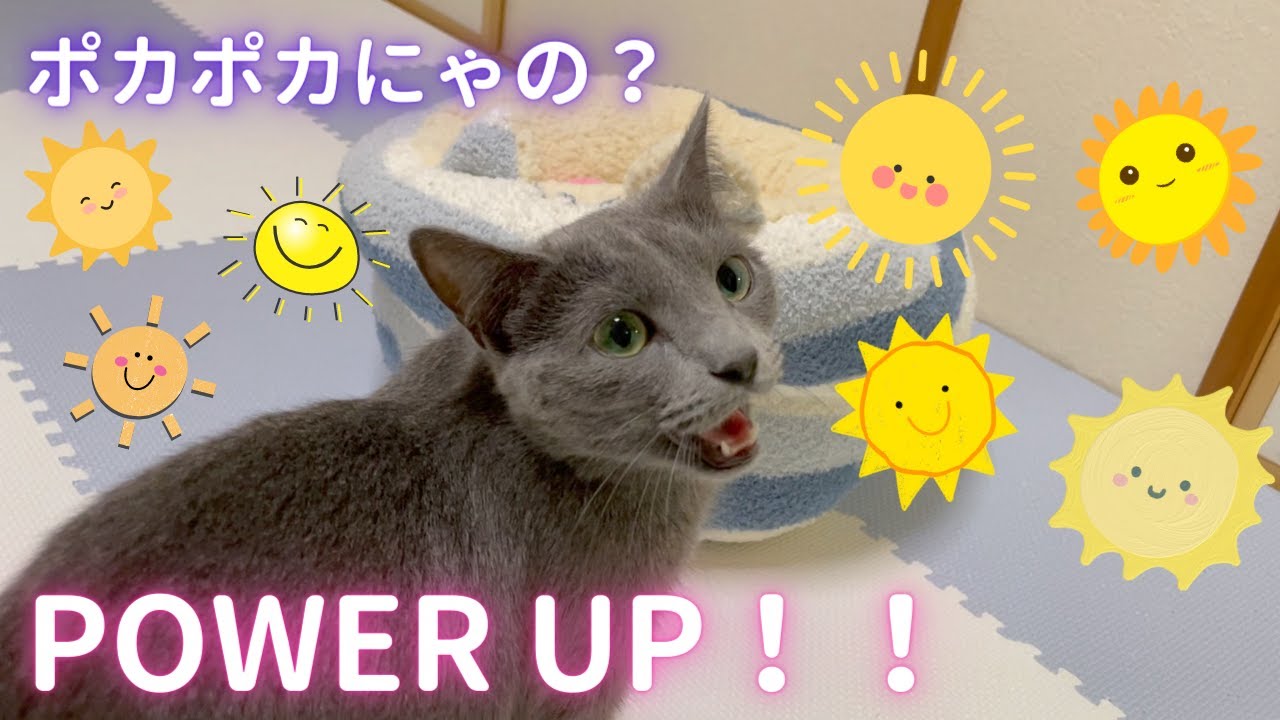 温かさPOWER UP！な猫（ロシアンブルー）