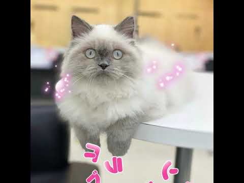 ヒマラヤンちゃんのブラッシングだよ！　#shorts