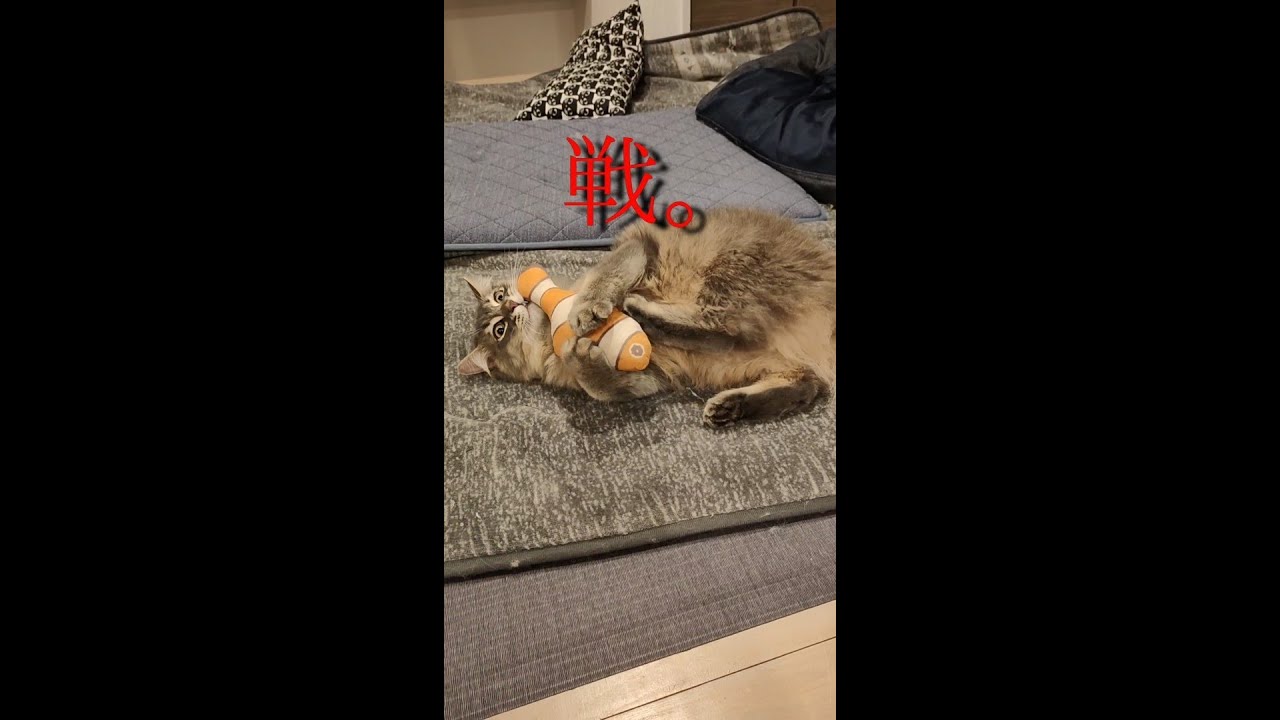 またたび付きおもちゃで豹変する新入り子猫...【サイベリアンのラフィ】#shorts