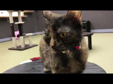 Coo&RIKU　No332518セルカークレックス